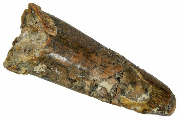 Fossil Pterosaur (Siroccopteryx) Tooth - Morocco #332566